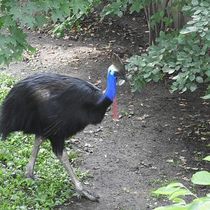 Southern Cassowary (Casuarius casuarius)