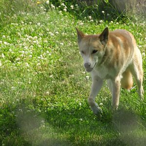 Dingo (Canis lupus dingo)