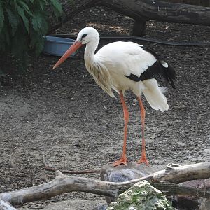 White Stork (Ciconia ciconia)
