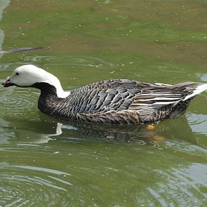 Emperor Goose (Anser canagicus)