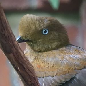 Andean Cock-of-the-Rock (Rupicola peruvianus) female