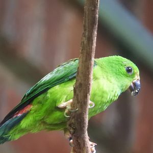Blue-crowned Hanging Parrot (Loriculus galgulus)