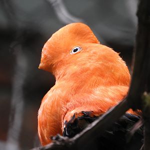 Andean Cock-of-the-Rock (Rupicola peruvianus) male