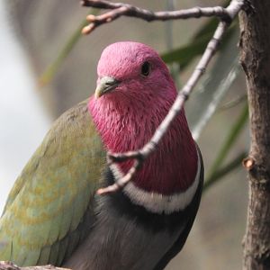 Pink-necked Fruit Dove (Ptilinopus porphyreus)