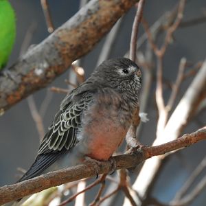 Bourke's Parrot (Neopsephotus bourkii)