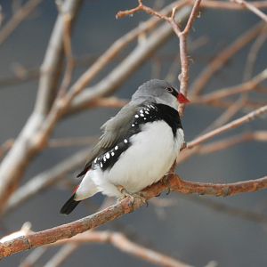 Diamond Firetail (Stagonopleura guttata)