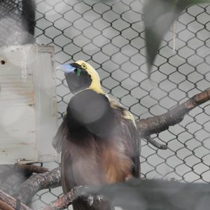 Raggiana Bird-of-Paradise (Paradisaea raggiana)