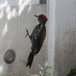 Golden-backed Woodpecker (Dinopium benghalense)