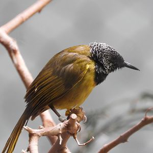 Oriole Warbler (Hypergerus atriceps)