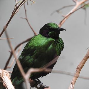 Emerald Starling (Lamprotornis iris)