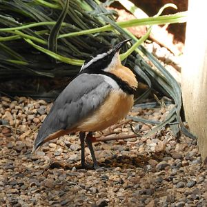 Egyptian Plover (Pluvianus aegyptius)