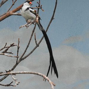 Pin-tailed Whydah (Vidua macroura)