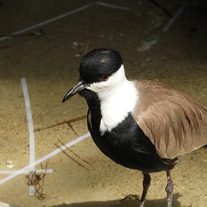 Spur-winged Lapwing (Vanellus spinosus)