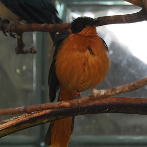Snowy-crowned Robin-Chat (Cossypha niveicapilla)