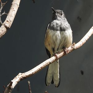 Oriental Magpie-Robin (Copsychus saularis)