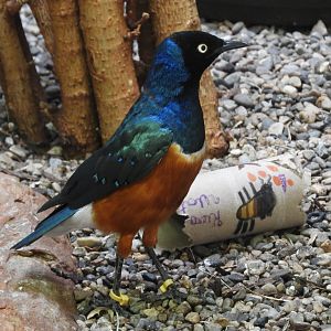 Superb Starling (Lamprotornis superbus)