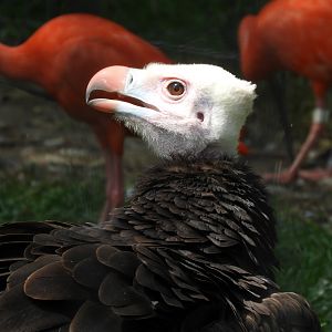 White-headed Vulture (Trigonoceps occipitalis)