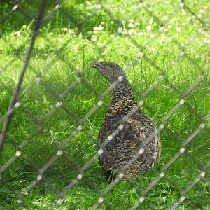Western Capercallie (Tetrao urogallus)