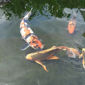 Very Fancy Koi (Cyprinus rubrofuscus)