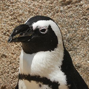African Penguin (Spheniscus demersus)