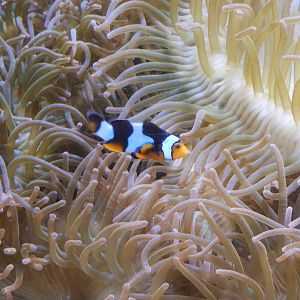 Orange Clownfish (Amphiprion percula)
