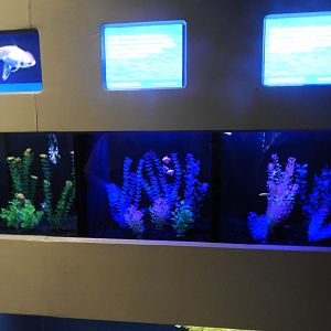 Human-made Fish Wall