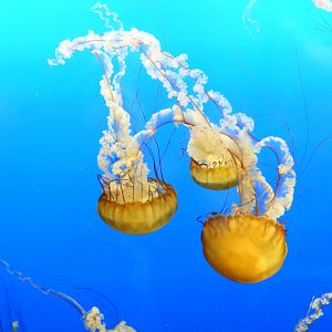 Pacific Sea Nettle (Chrysaora fuscescens)