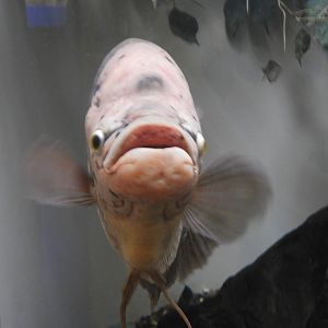 Giant Gourami (Osphronemus goramy)