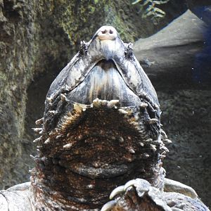 Alligator Snapping Turtle (Macrochelys temminckii)