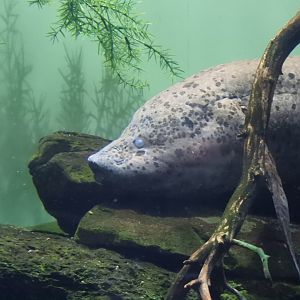 African Lungfish (Protopterus annectens)