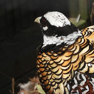 Reeves's Pheasant (Syrmaticus reevesii)