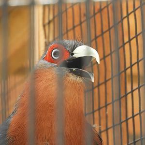 Chestnut-breasted Malkoha (Phaenicophaeus curvirostris)