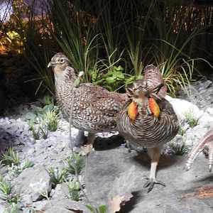 Greater Prairie-Chicken (Tympanuchus cupido) taxidermy specimens