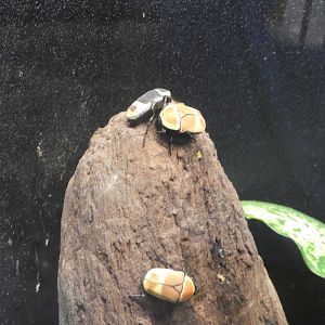 Taxi Cab Beetles (Pachnoda marginata)