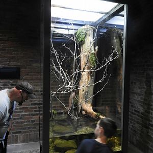 Southern Swamp exhibit - Arthropods - Promedica Museum of Natural History - Toledo Zoo and Aquarium