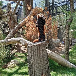 Red panda - Jacob