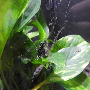 Black Soldier Fly (Hermetia illucens)