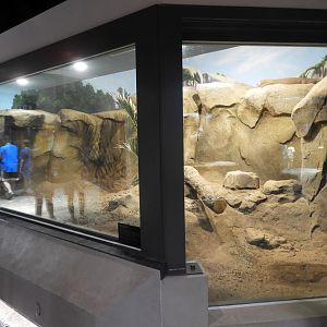 Komodo Dragon exhibit #1 - Venomous Animals - Promedica Museum of Natural History - Toledo Zoo