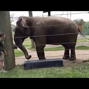 Emily Drumming with Keeper at Buttonwood Park Zoo - YouTube