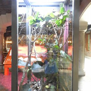 Mangrove Snake exhibit - Venomous Animals - Promedica Museum of Natural History - Toledo Zoo