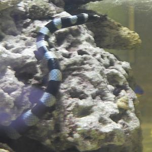 Yellow-lipped Sea Krait (Laticauda colubrina)