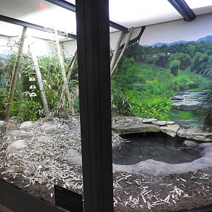 King Cobra exhibit - Venomous Animals - Promedica Museum of Natural History - Toledo Zoo