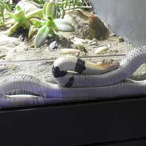 Cape Coral Cobra (Aspidelaps lubricus)