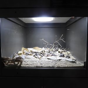 Saw-scaled Viper exhibit - Venomous Animals - Premedica Museum of Natural History - Toledo Zoo