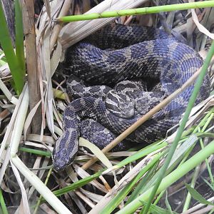 Eastern Massasaugas (Sistrurus catenatus catenatus)