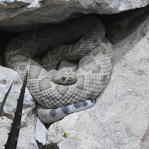 Santa Catalina Rattlesnake (Crotalus catalinensis)