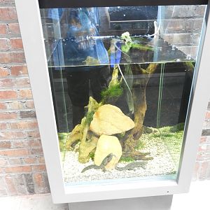 Ribbed Newt exhibit - Venomous Animals - Promedica Museum of Natural History - Toledo Zoo