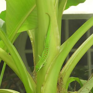 Madagascar Day Gecko (Phelsuma madagascariensis)