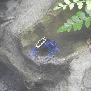 Dyeing Poison Dart Frog (Dendrobates tinctorius)