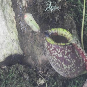 Some sort of pitcher plant